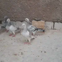 کفتر