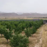 باغ-مثمر-فروشی