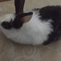 فروش بچه همستر و خرگوش