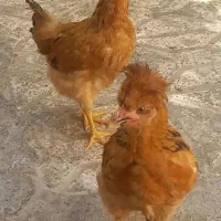 مرغ نژاد دار