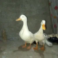 اردک نروماده