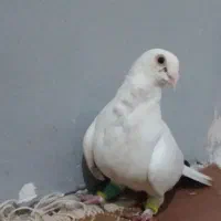 کبوتر خوشگل نر