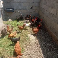 مرغ وخروس محلی