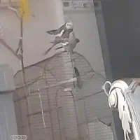 عروس هلندی نر وماده اماده  تخم گذاری  به شرط