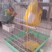 کوتوله برزیلی