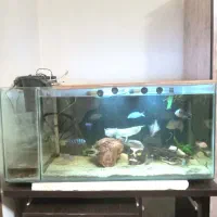 فروش ۱ عدد تانک ۱۰۰ سانتی با وسایل