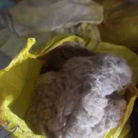 پشم گوسفند مغانی با بهترین کیفیت