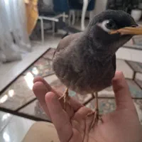 جوجه مرغ مینا پاکستانی دستی دستی