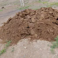 کود گوسفندی
