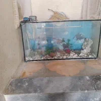 آکواریوم ماهی