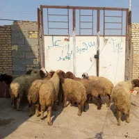 ده عددگوسفندبره آبستن گاوگاومیش بزگوساله درشادگان