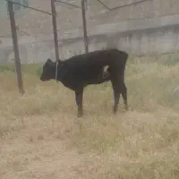 گوساله