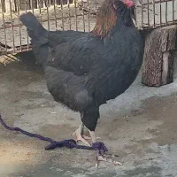 جوجه|حیوانات مزرعه|شوشتر, |دیوار