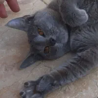 گربه راشن بلو