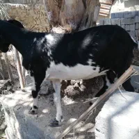 کهره جمولی ماده با بچه نر و ماده