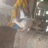 کبوتر شهری