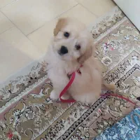 فروش حیوان خانگی