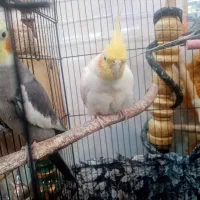 3عدد عروس هلندی مفت مفت فوری