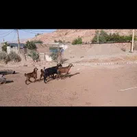دوعدد بزبزغاله