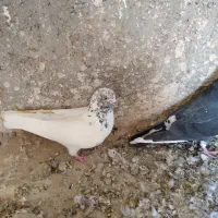 کبوتر|پرنده|سمنان, |دیوار