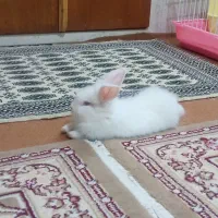 خرگوش