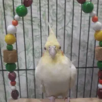 عروس هلندی
