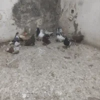 تهرانی گرفتنی دونی ۲۰۰