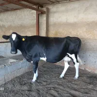 گاو هلیشتان اصیل