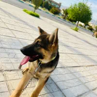 سگ ژرمن