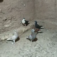کفتر پرشی