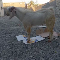 یک عدد بز نر بفروش می‌رسد