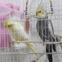 دو جفت عروس هلندی