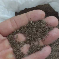 زیره سیاه کوهی درجه یک درشت وتازه