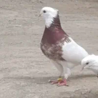 اگهی بخون