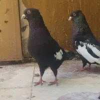 سرک بهبونی
