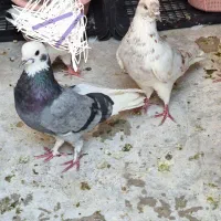 کفتر