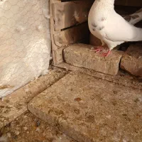 جفت کبوتر سالم دم تخم