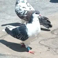 کفتر