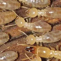 سمپاشی تخصصی سوسک موریانه ساس سم پاشی مو‌ش