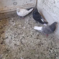 کبوتردم سفید سینه دم