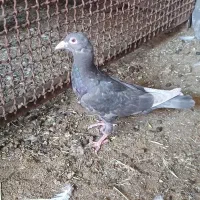 کبوتردورگ