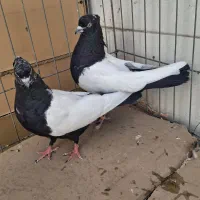 کفتر یا کبوتر