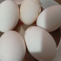 تخم قوغاز
