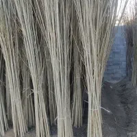 فروش نهال گردو 5 ساله تضمینی