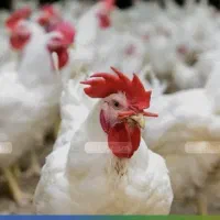 فروش مرغ زنده به قیمت مرغداری