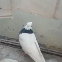 کبوتر|پرنده|بروجرد, |دیوار