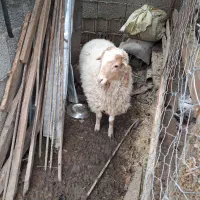 بره نر گوسفند نر نزری قربانی