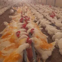 کارشناس مرغ مادر گوشتی
