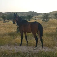 اسب درهشوری