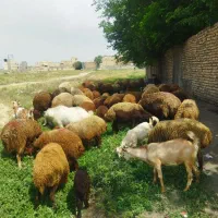 گوسفندزنده تعاونی تنظیم بازار همراه با قصاب و پیک